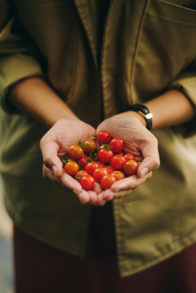 Close-up of person holding freshly harvested ripe cherry tomatoes outdoors.